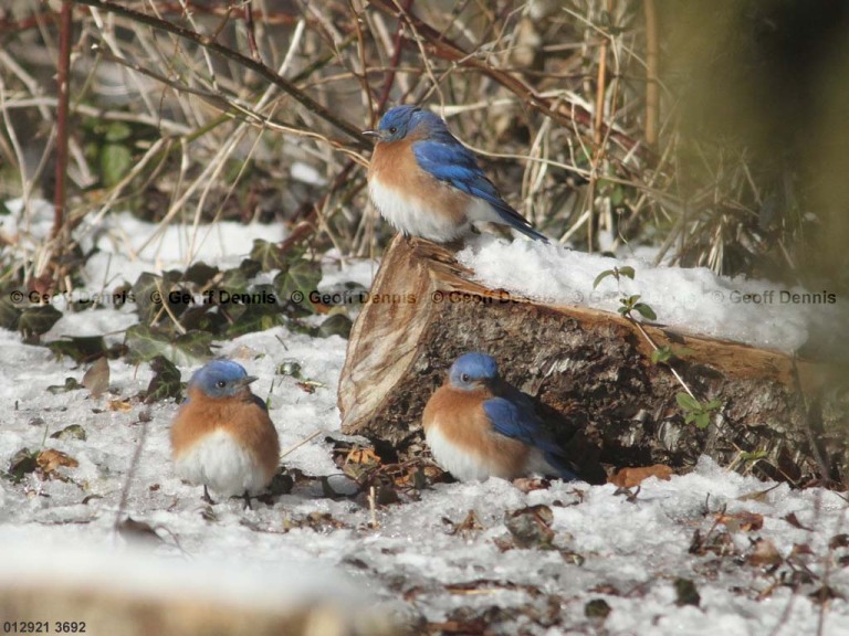 EABB-AO_Eastern-Bluebird