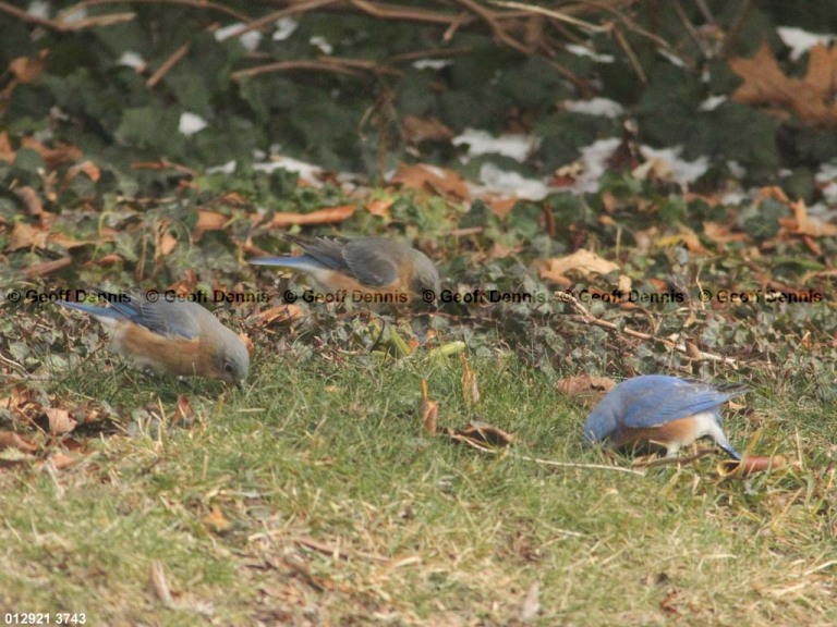 EABB-AP_Eastern-Bluebird