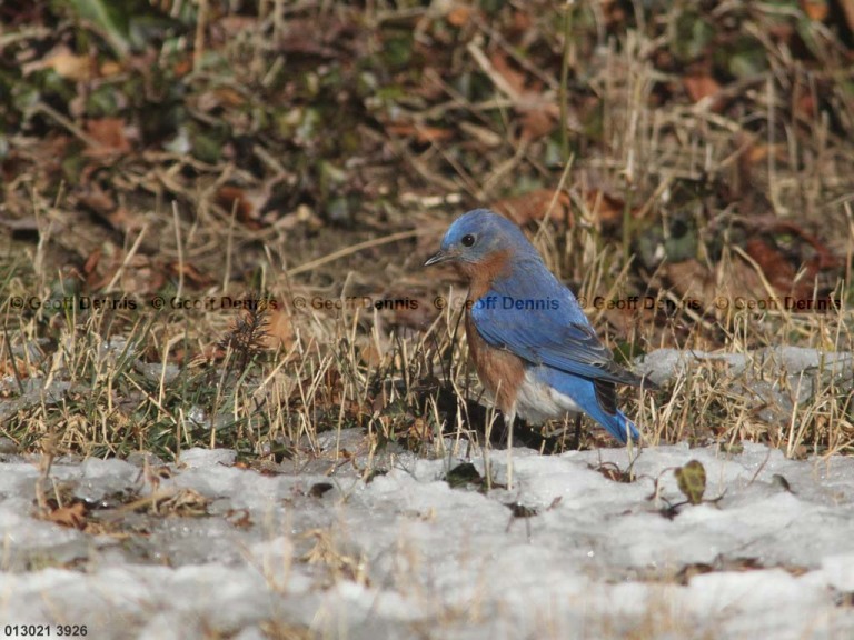EABB-AQ_Eastern-Bluebird