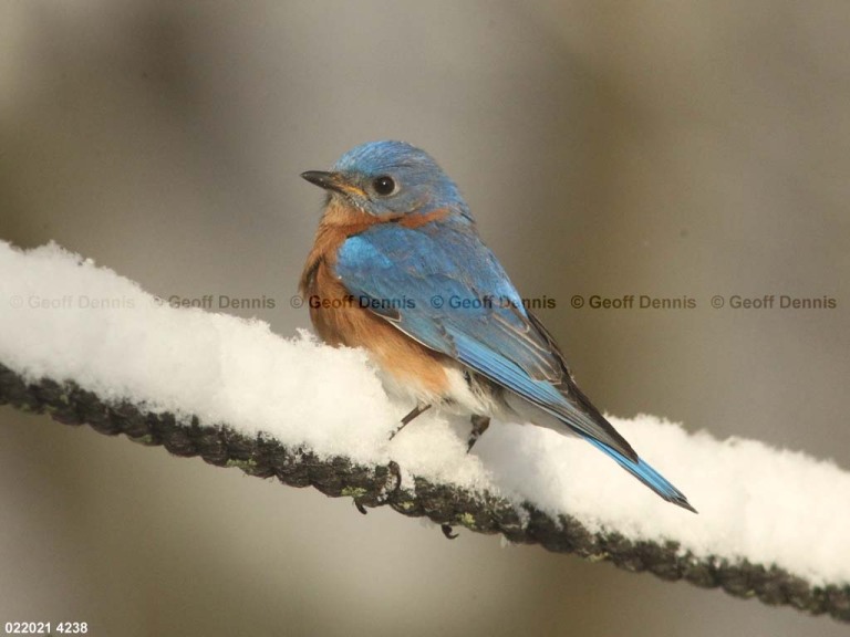 EABB-AR_Eastern-Bluebird