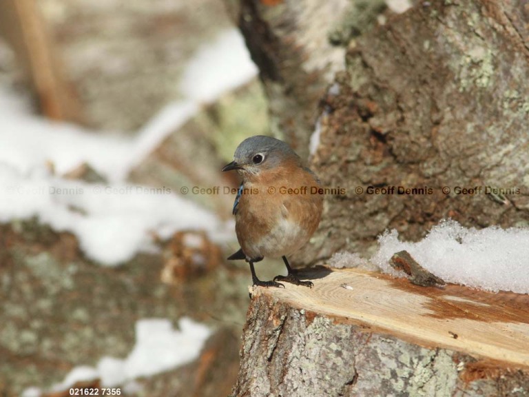EABB-AS_Eastern-Bluebird