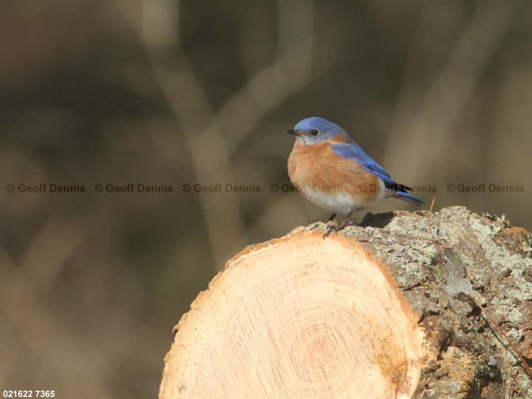 EABB-AU_Eastern-Bluebird
