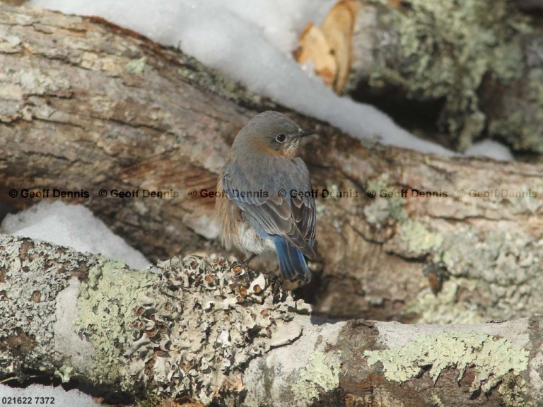 EABB-AV_Eastern-Bluebird