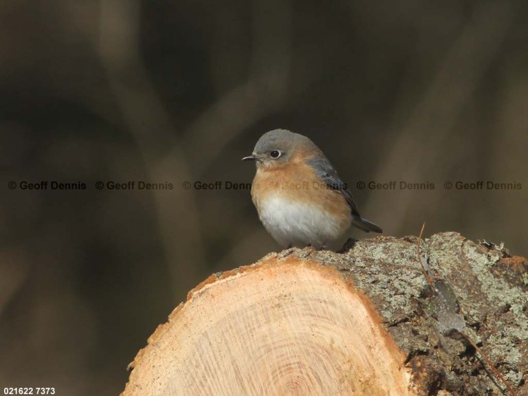 EABB-AW_Eastern-Bluebird