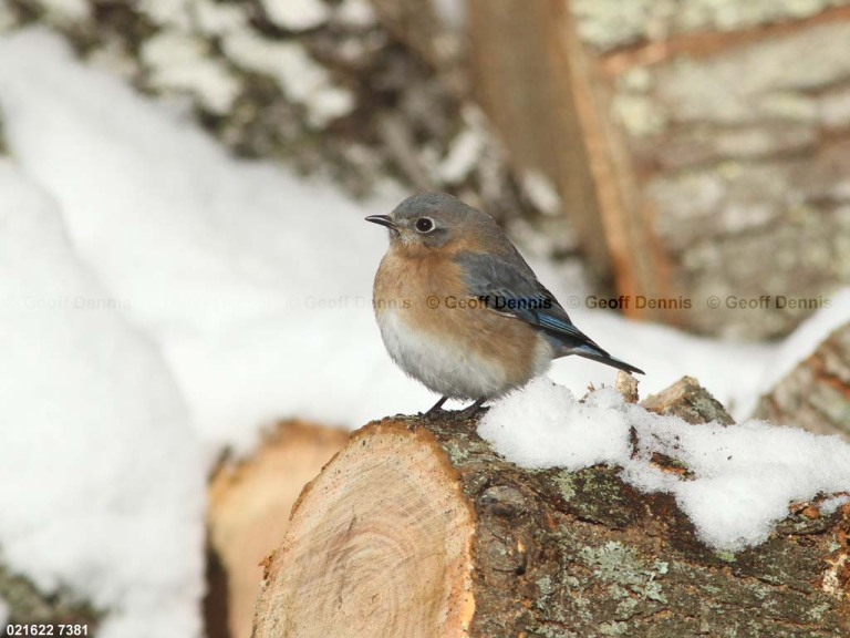 EABB-AX_Eastern-Bluebird
