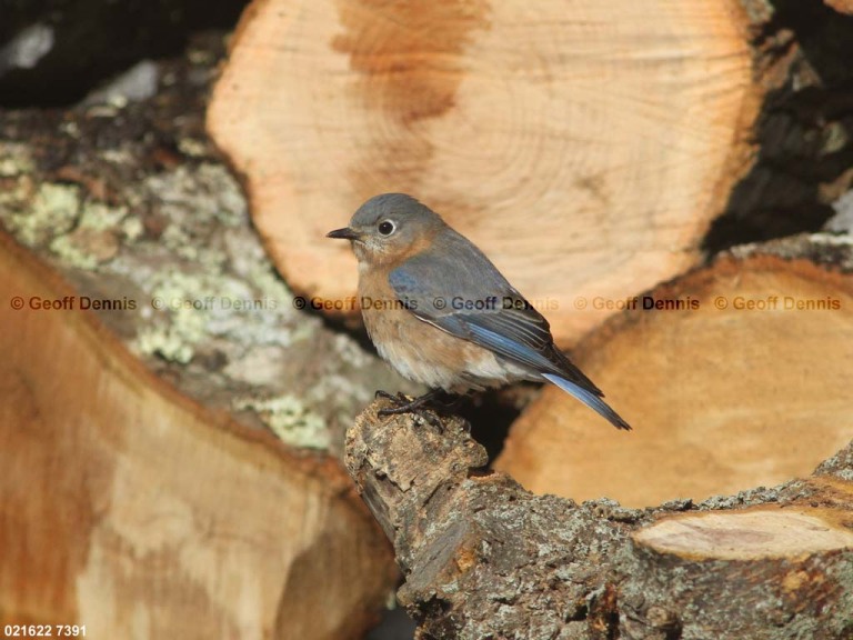 EABB-AY_Eastern-Bluebird