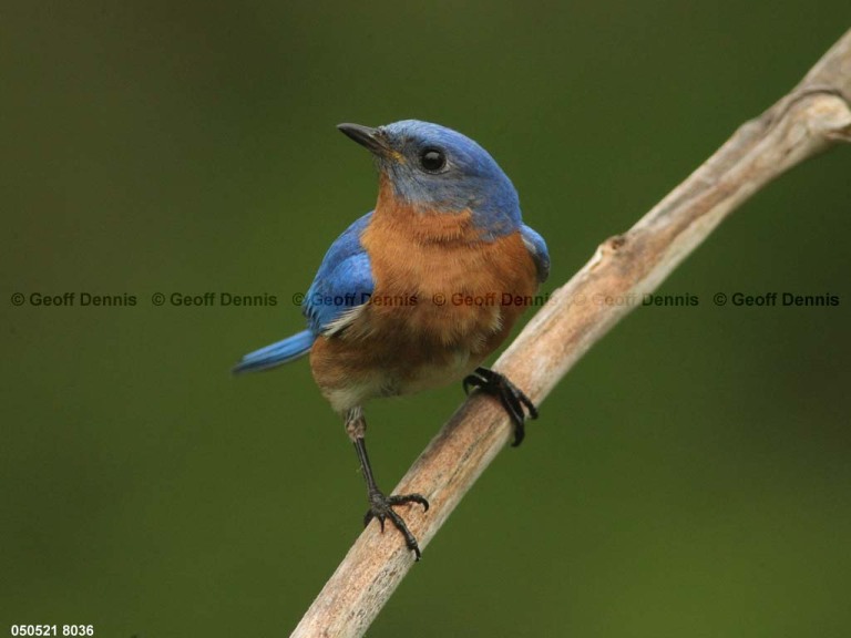 EABB-AZ_Eastern-Bluebird