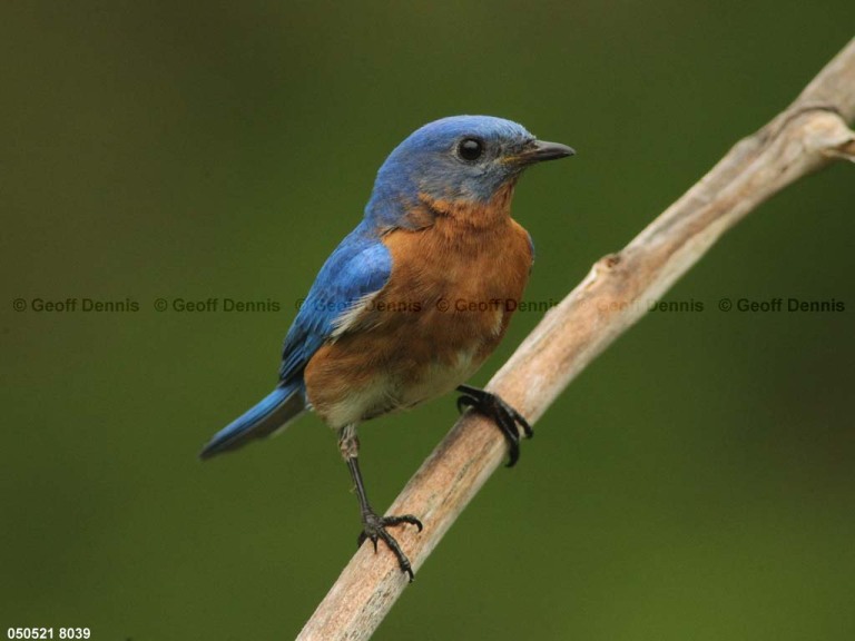 EABB-BA_Eastern-Bluebird