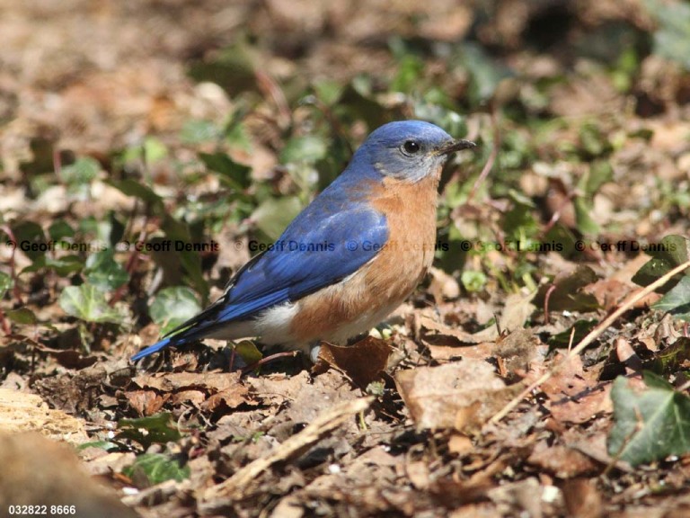 EABB-BB_Eastern-Bluebird