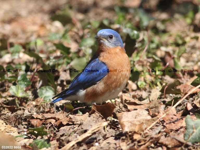 EABB-BC_Eastern-Bluebird