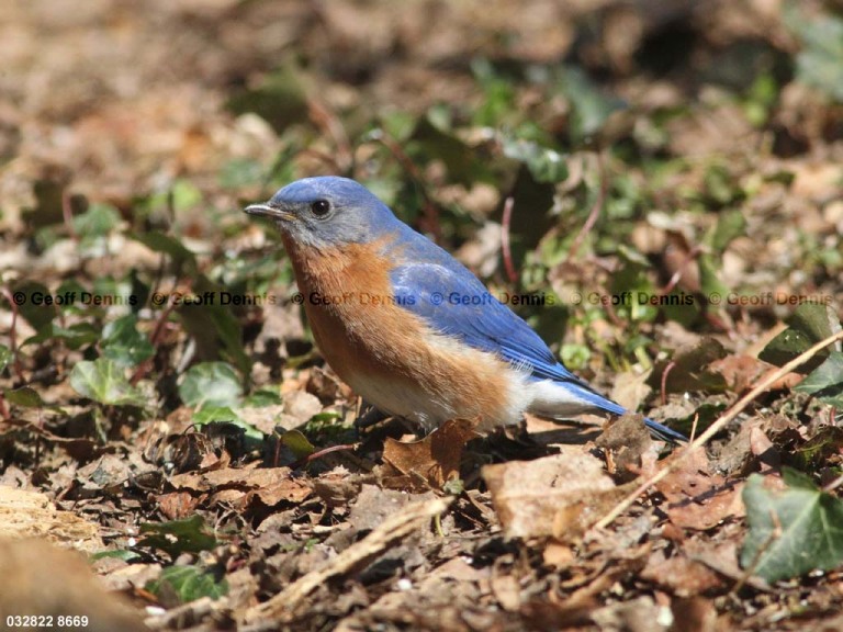 EABB-BD_Eastern-Bluebird