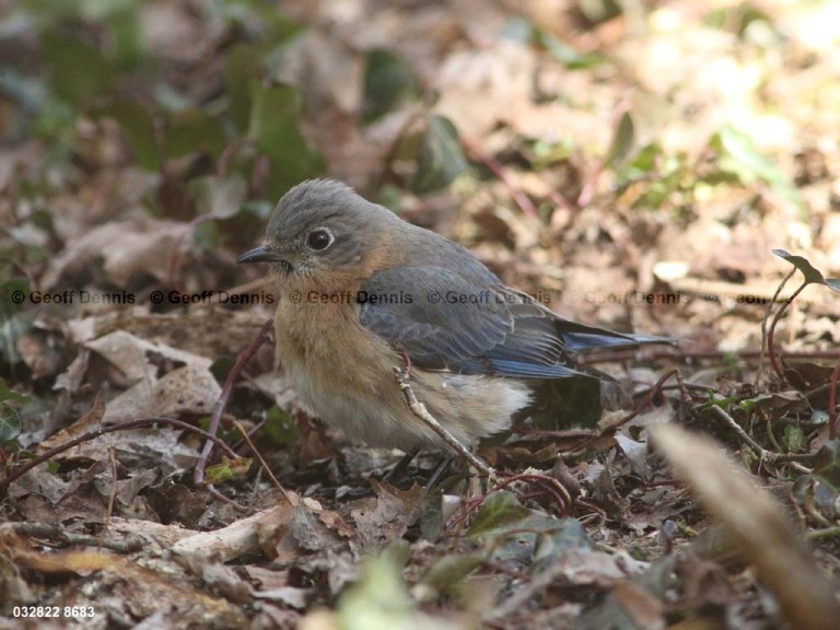 EABB-BE_Eastern-Bluebird