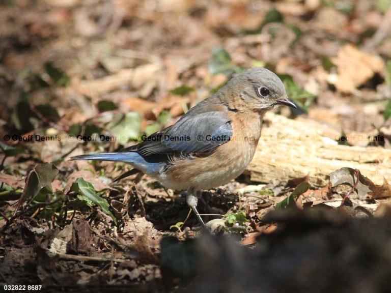 EABB-BF_Eastern-Bluebird