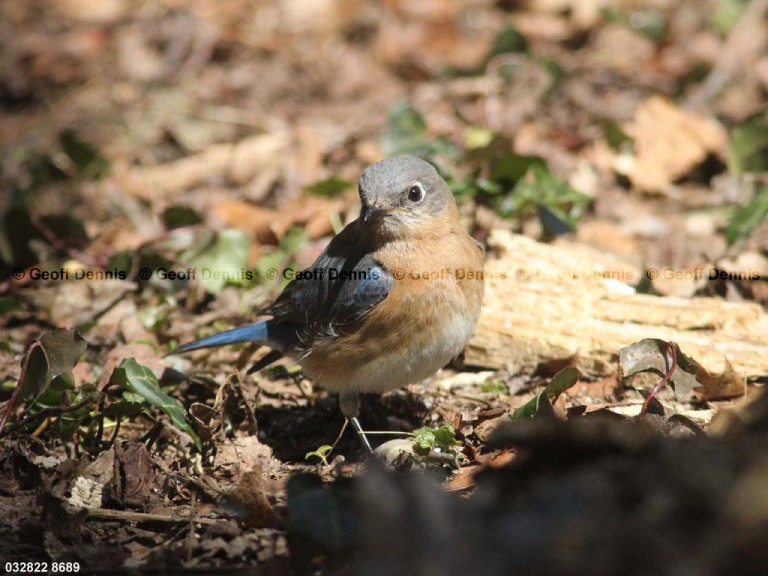 EABB-BG_Eastern-Bluebird