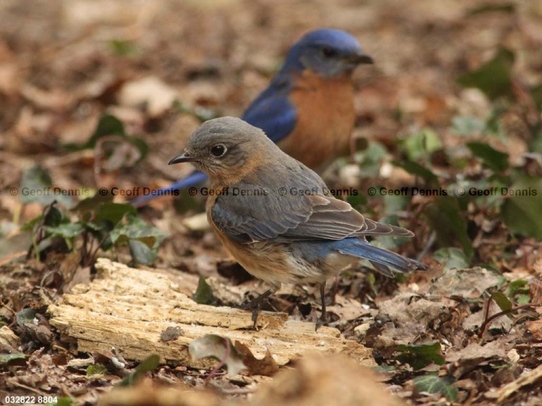 EABB-BH_Eastern-Bluebird
