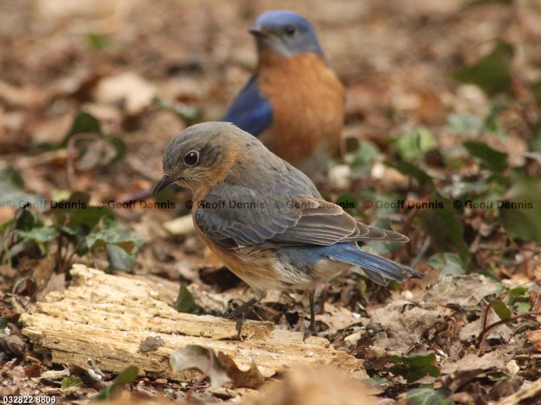 EABB-BI_Eastern-Bluebird