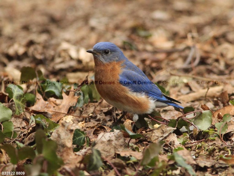 EABB-BJ_Eastern-Bluebird