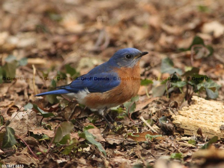 EABB-BK_Eastern-Bluebird
