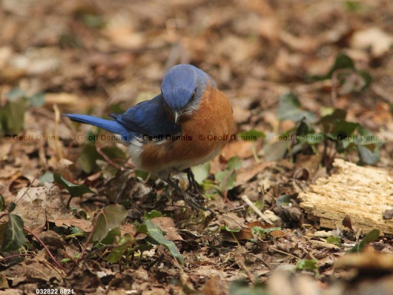 EABB-BL_Eastern-Bluebird