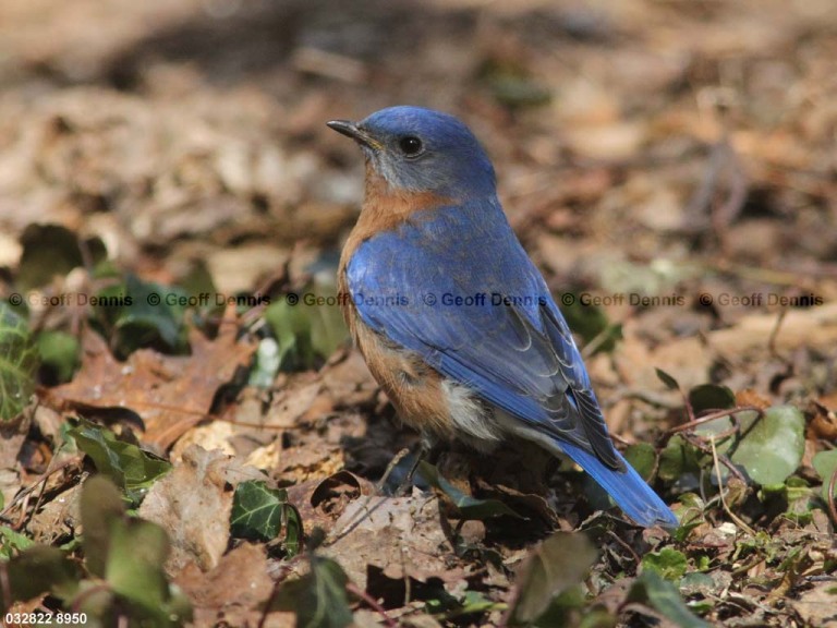 EABB-BM_Eastern-Bluebird