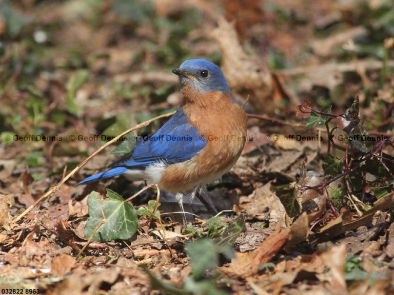 EABB-BN_Eastern-Bluebird