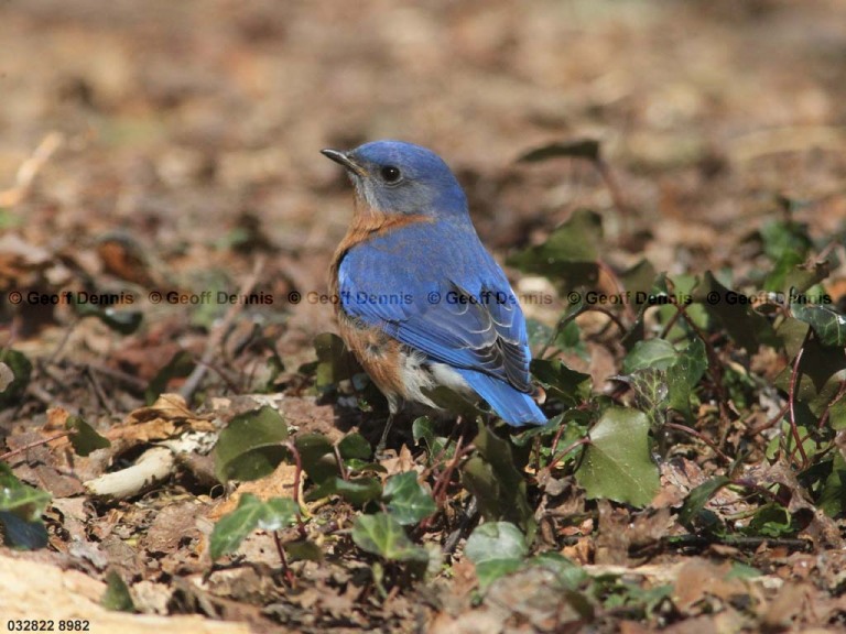 EABB-BO_Eastern-Bluebird