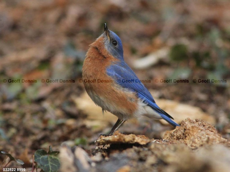 EABB-BP_Eastern-Bluebird