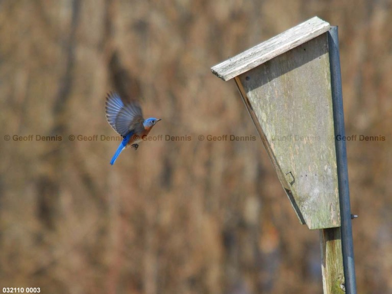 EABB-BQ_Eastern-Bluebird