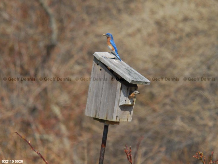 EABB-BR_Eastern-Bluebird
