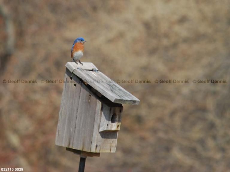 EABB-BS_Eastern-Bluebird