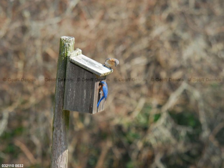 EABB-BT_Eastern-Bluebird