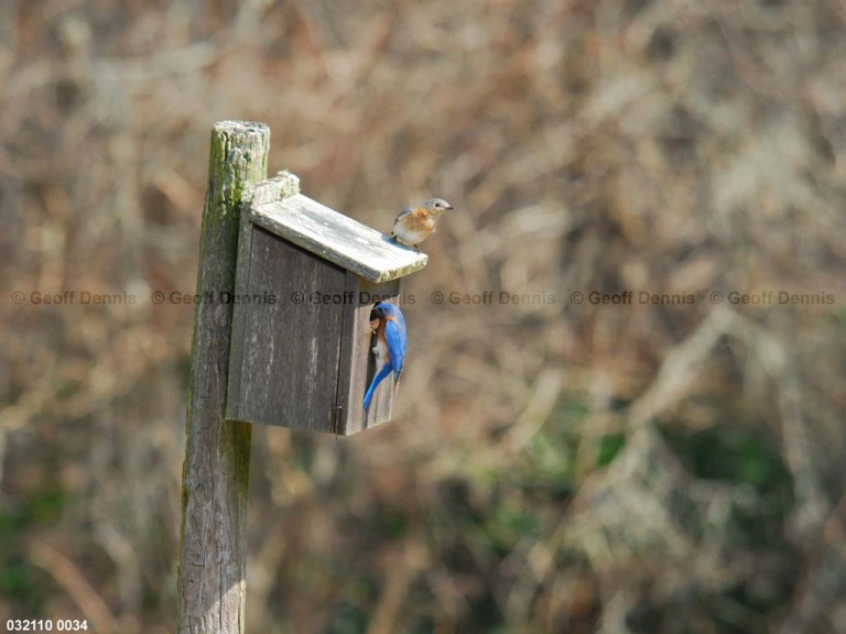 EABB-BU_Eastern-Bluebird
