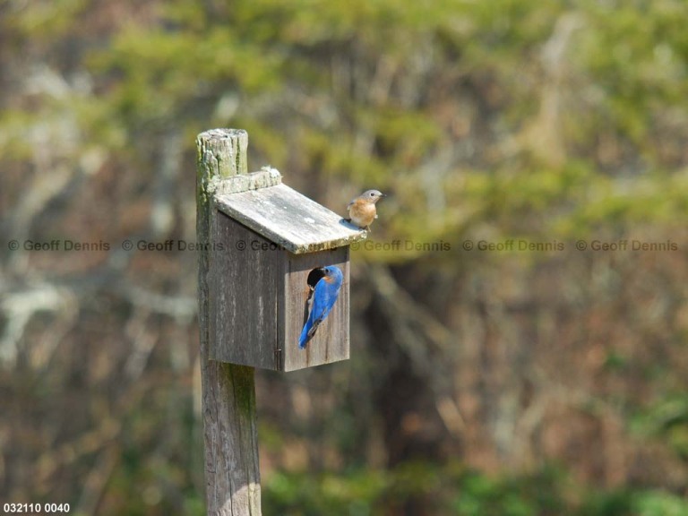 EABB-BV_Eastern-Bluebird