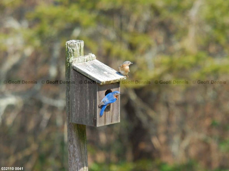 EABB-BW_Eastern-Bluebird