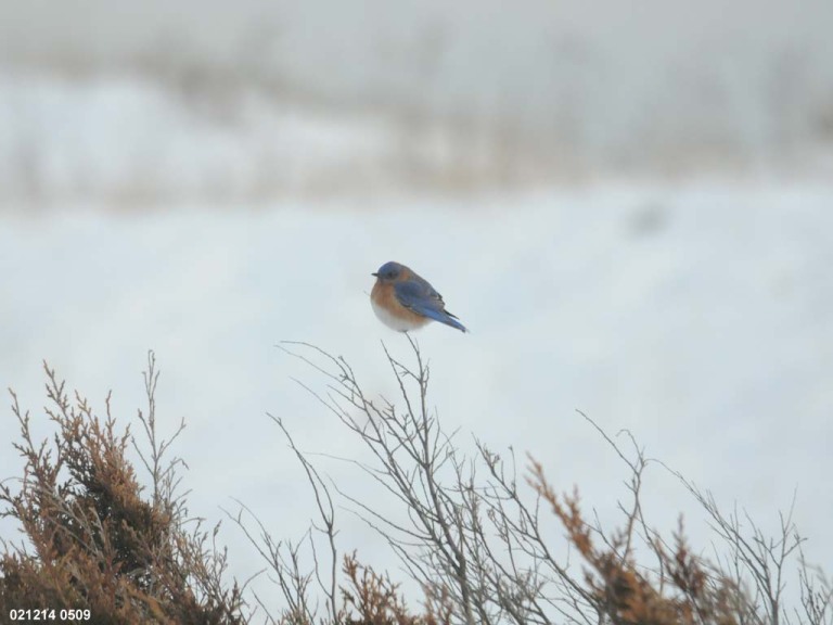 EABB-BX_Eastern-Bluebird