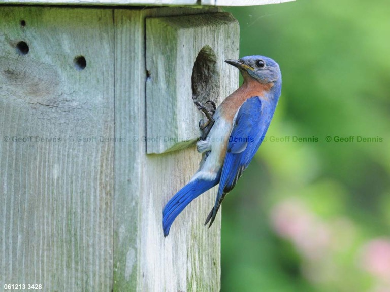 EABB-BY_Eastern-Bluebird