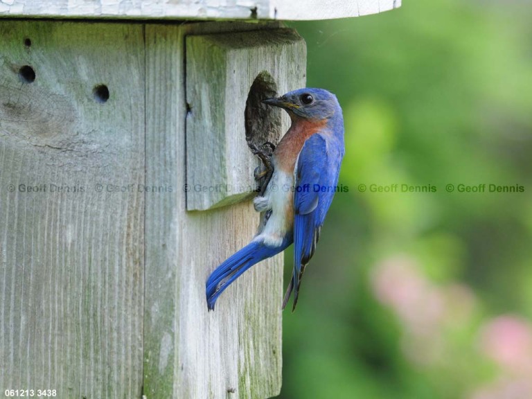 EABB-BZ_Eastern-Bluebird