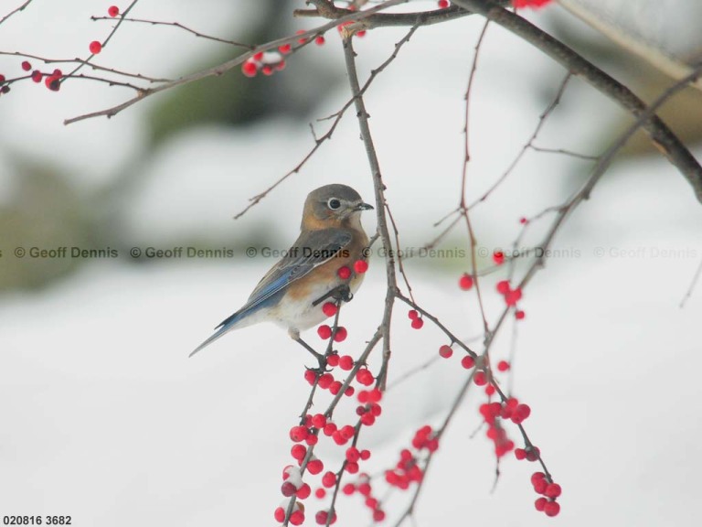 EABB-CA_Eastern-Bluebird
