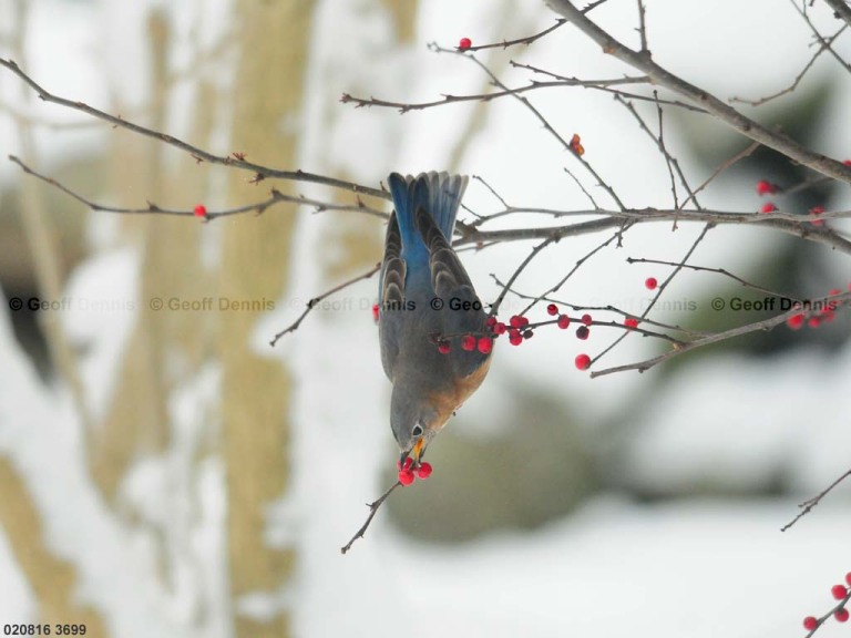 EABB-CB_Eastern-Bluebird