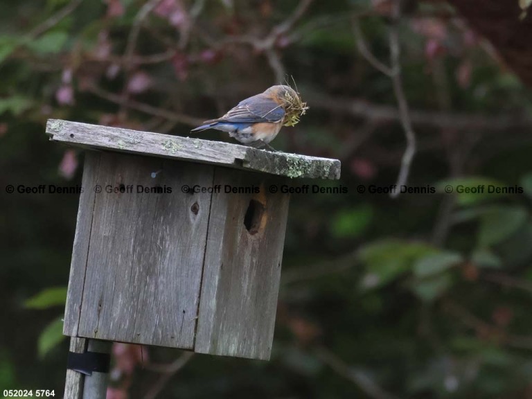 EABB-CC_Eastern-Bluebird