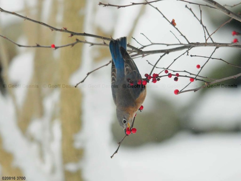 EABB-CC_Eastern-Bluebird