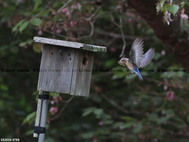 EABB-CD_Eastern-Bluebird