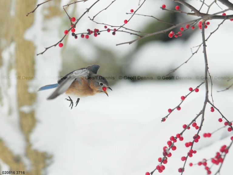 EABB-CD_Eastern-Bluebird