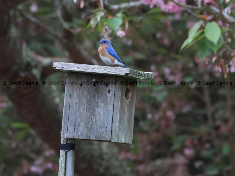 EABB-CE_Eastern-Bluebird