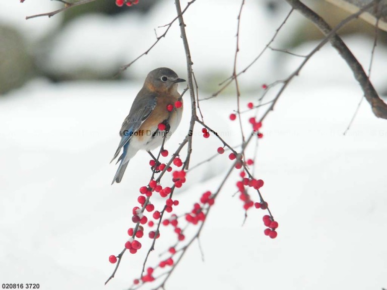 EABB-CE_Eastern-Bluebird