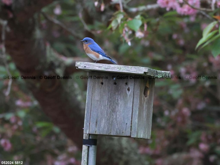 EABB-CF_Eastern-Bluebird