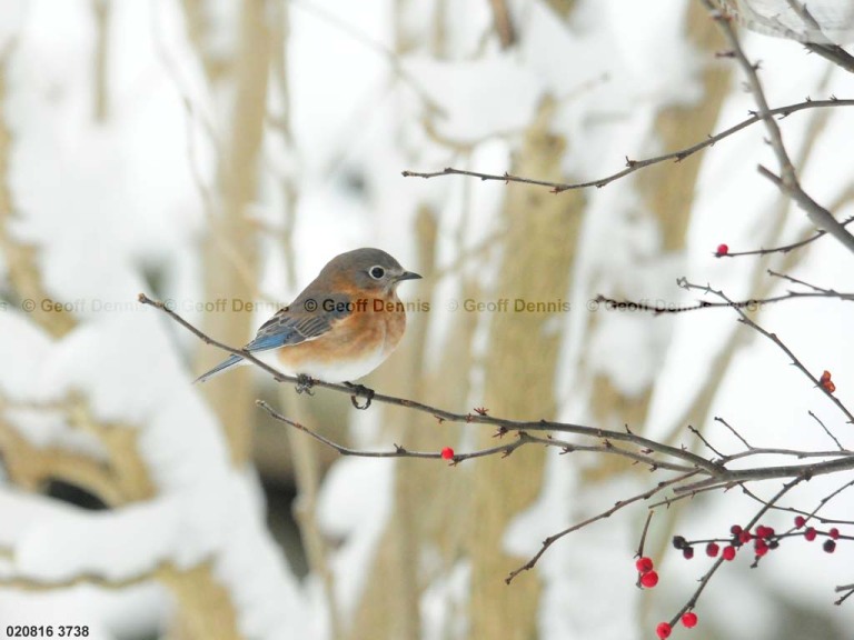EABB-CF_Eastern-Bluebird