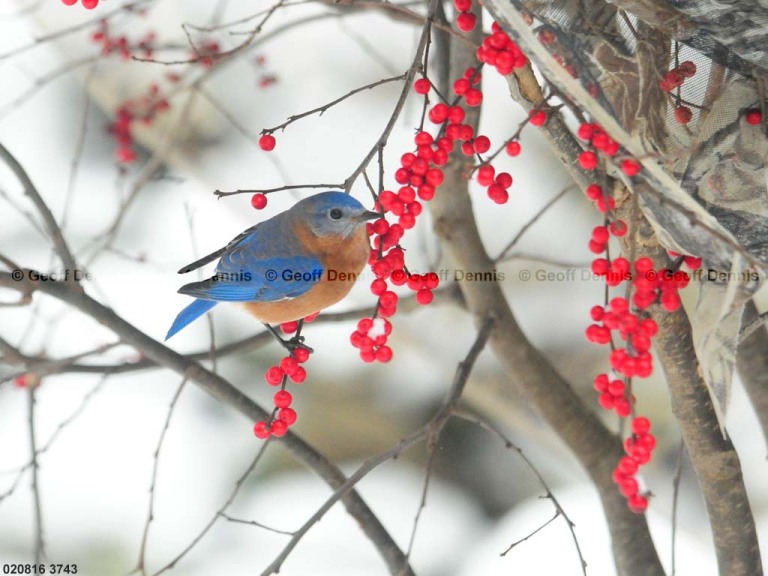 EABB-CG_Eastern-Bluebird