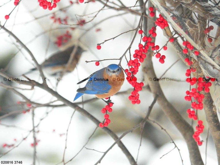 EABB-CH_Eastern-Bluebird