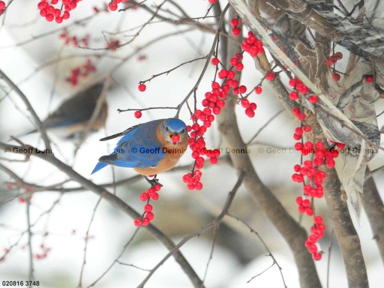 EABB-CI_Eastern-Bluebird